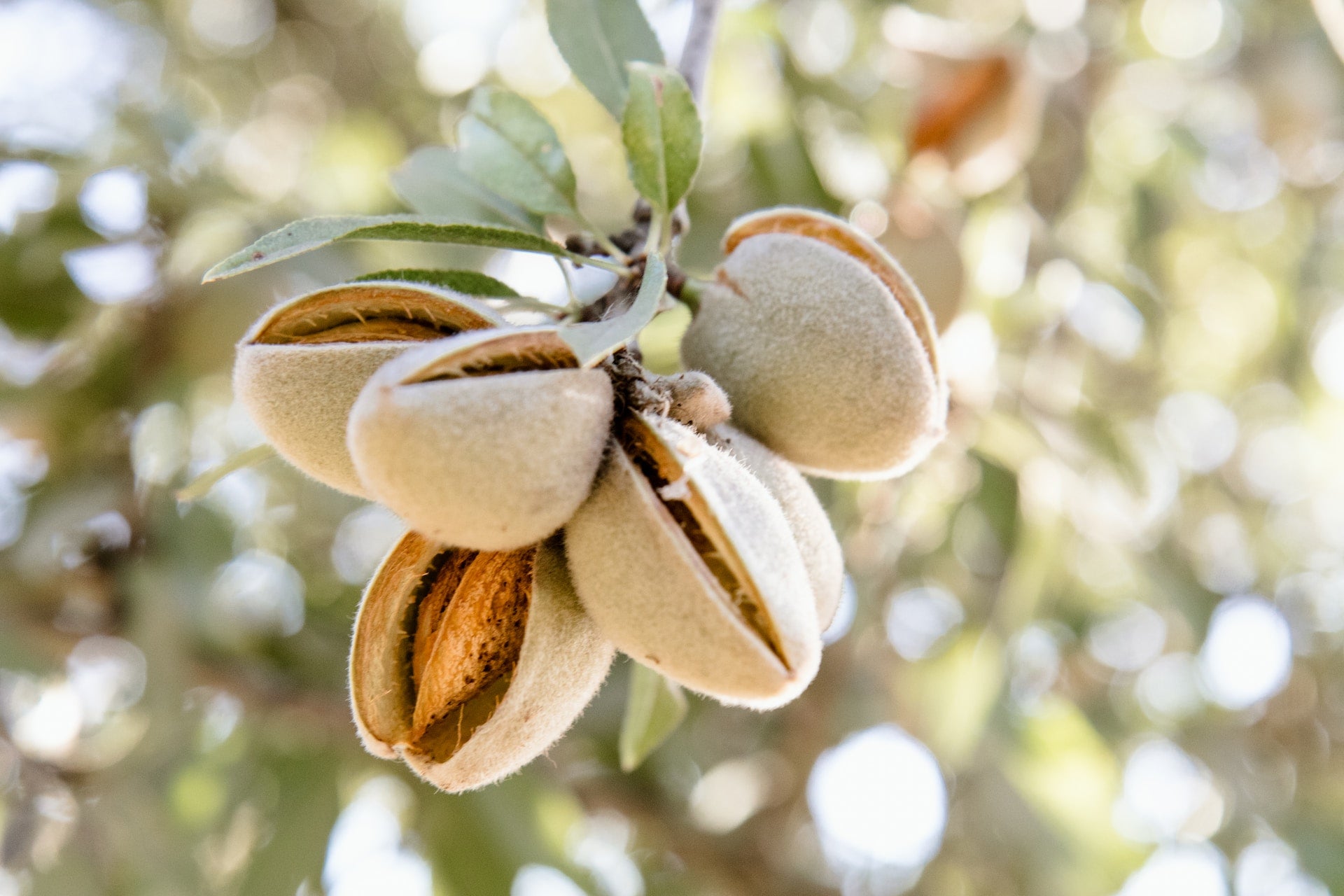 Mandel Tree Mandeln und was sie so gesund macht: Vitamine und Mineralstoffe – VivoBio
