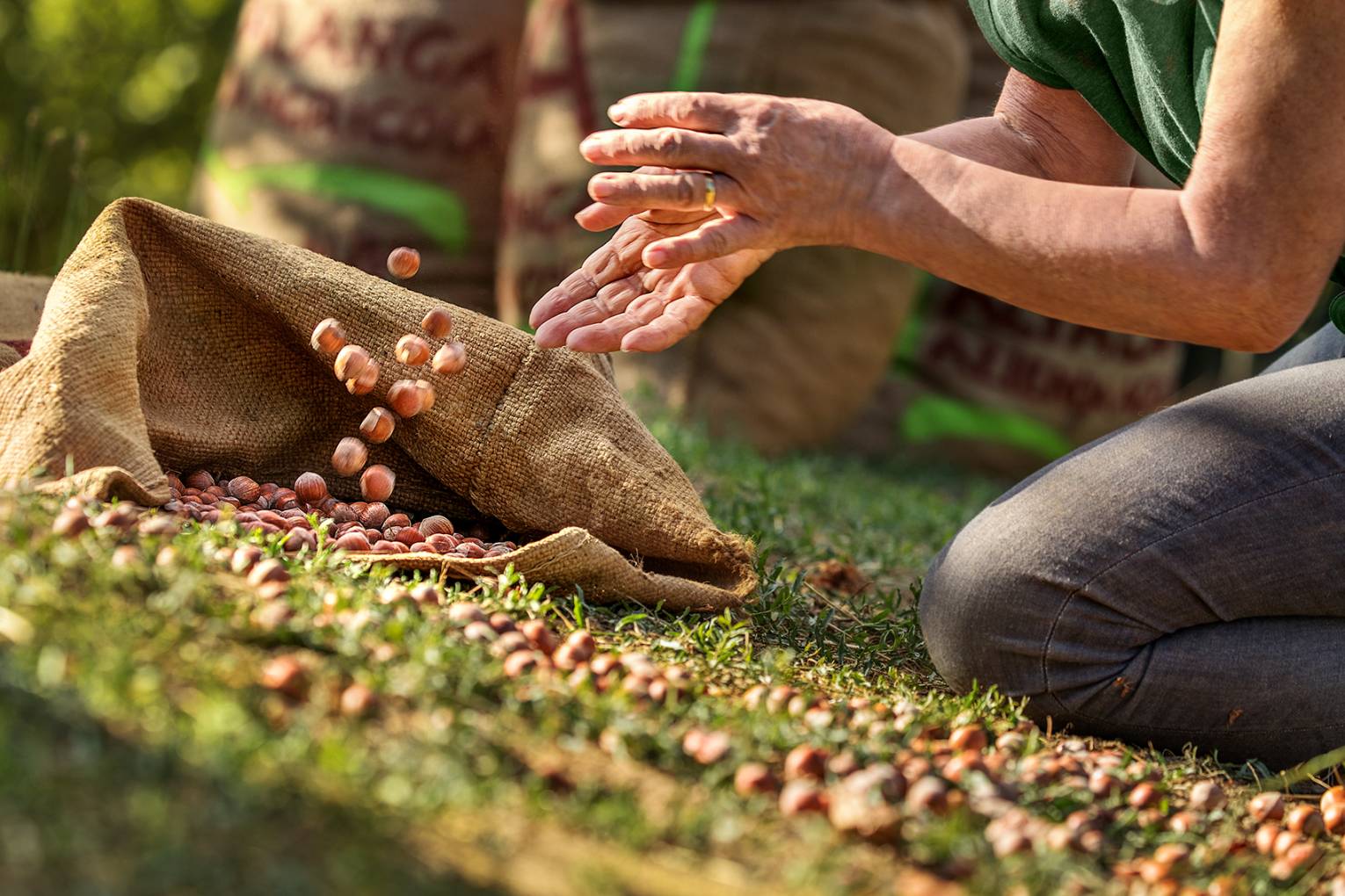Piemonteser Haselnüsse: Geschichte, Produktion und mehr – VivoBio Piemonteser Haselnüsse: Geschichte, Produktion und mehr – VivoBio